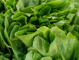 fresh green lettuce