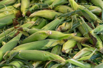 corn on the cob at market