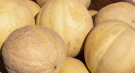 melons at the market