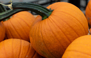pumpkin on the market