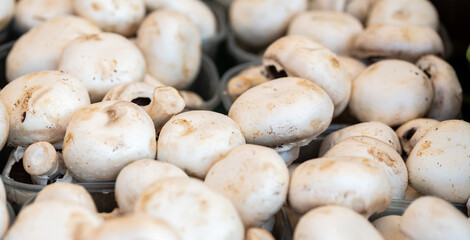 mushrooms in the market