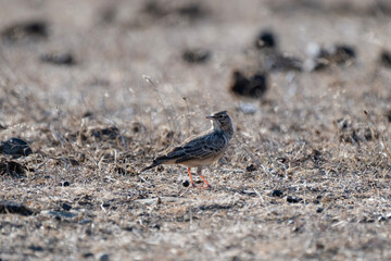 A crested lark stands alert on dry, barren ground, blending into its natural habitat 