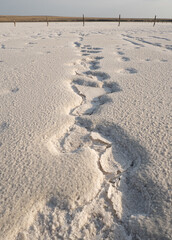 Salty soil near the lake shore. The texture of a salty crust near a salt marsh.