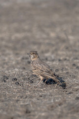 A streaked brown crested lark  stands on dry, barren ground scattered with dark debris, blending into its arid surroundings.