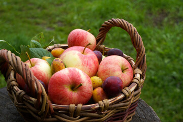 Ripe apples and plums nestled in a wicker basket evoke feelings of autumn harvest and orchard bounty