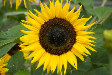 Obraz premium Sunflower blooming in summer, showing its bright yellow petals and dark seeds