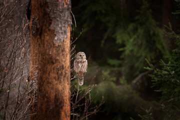 The Ural owl sits on a branch in the spring forest. A rare species of owl in its native habitat. A light owl in the dry forest. 