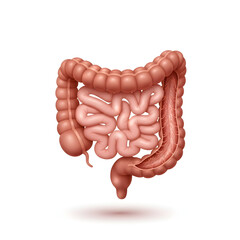 Human Intestine - Realistic Anatomy Illustration