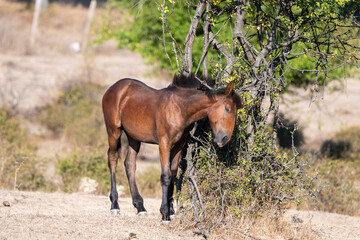 A brown horse rests its head gently against a tree in a dry, peaceful rural landscape.
