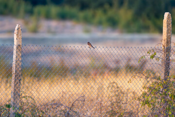 A solitary red-backed shrike bird perches peacefully on a chain-link fence, bathed in the warm glow...