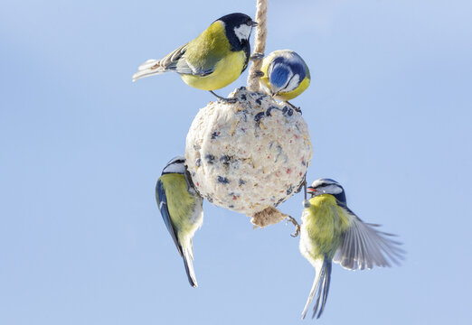 Group of little birds feeding on bird feeder with suet fat ball. Blue tit and Great tit