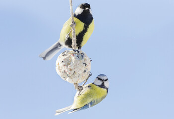 Group of little birds feeding on bird feeder with suet fat ball. Blue tit and Great tit