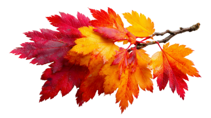 Vibrant autumn maple branch displays delightful gradient leaves in brilliant red, orange, yellow. Colorful foliage brings cheerful warmth, perfectly capturing season beautiful essence
