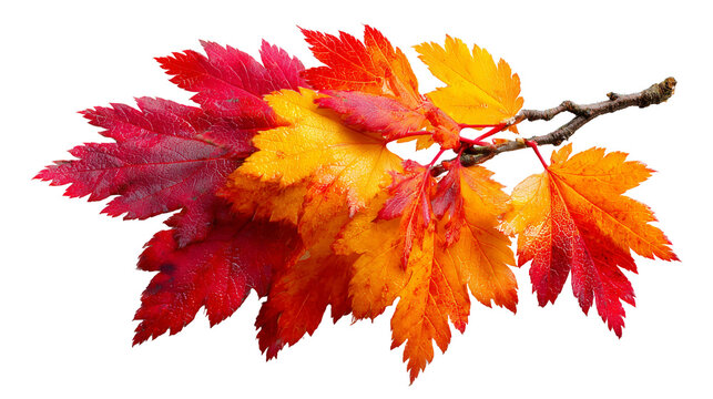 Vibrant autumn maple branch displays delightful gradient leaves in brilliant red, orange, yellow. Colorful foliage brings cheerful warmth, perfectly capturing season beautiful essence