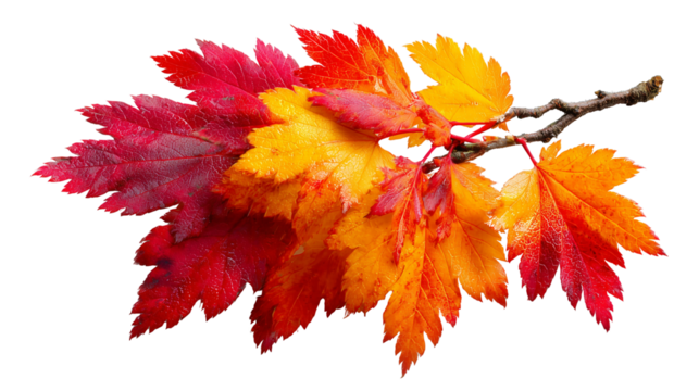 Vibrant autumn maple branch displays delightful gradient leaves in brilliant red, orange, yellow. Colorful foliage brings cheerful warmth, perfectly capturing season beautiful essence