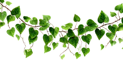 Vibrant green ivy vine garland showcasing fresh heart shaped leaves. Natural plant foliage decoration brings lively and serene botanical element, perfect for fresh, organic design