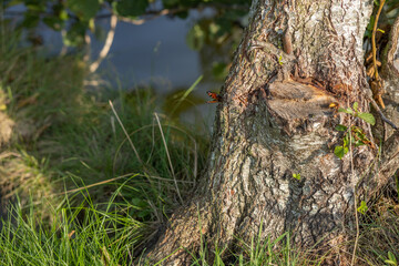 wildlife, red butterfly sitting on a tree near the lake, macro nature