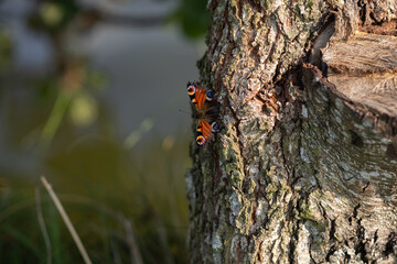 red butterfly sitting on a tree near the lake