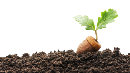 Oak Seedling Growing in Soil isolated on a Transparent or white Background