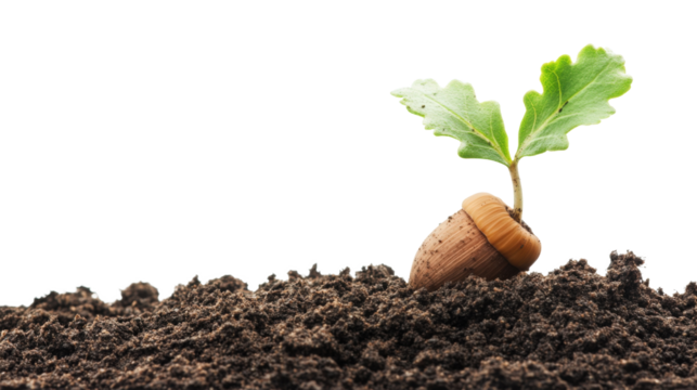 Oak Seedling Growing in Soil isolated on a Transparent or white Background