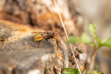 macro photo of a huge hornet on a tree stump, large wasp, hornet