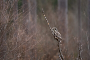 The Ural owl sits on a branch in the spring forest. A rare species of owl in its native habitat. A light owl in the dry forest. 