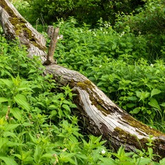Fototapeta premium Fallen log in a lush green forest