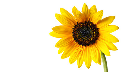 Naklejka premium Closeup of a vibrant yellow sunflower isolated on transparent background, showcasing its intricate details, from the delicate petals to the dark center, capturing the essence of summer and natural bea