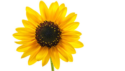 A stunning yellow sunflower isolated on transparent background, its vibrant petals radiating from a dark center, creating a captivating contrast and showcasing the flowers natural elegance and charm