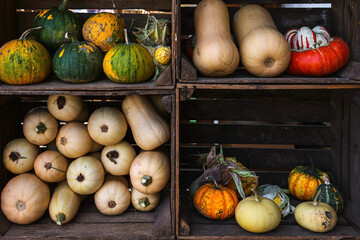 Wooden crates of butternut squash and ornamental pumpkins on display at a farmers market. Autumn...