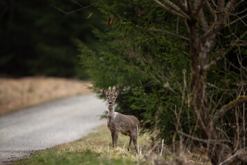 A roe deer in its natural habitat. A deer at the end of winter. A deer standing next to the path, looking straight ahead.