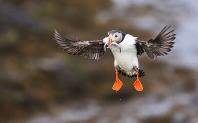 puffin in flight with eel in beak