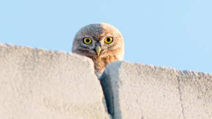 close up of a bird