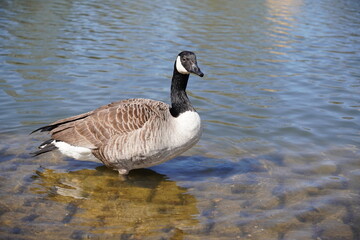Canada goose standing in shallow water of parkland lake. migrating bird in spring 