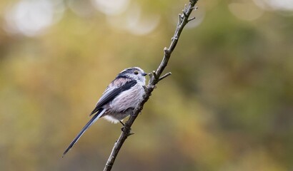 Long-tailed tit perched on a branch against a blurred autumn background