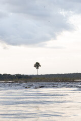 lonely tree in the middle of the grand sabana