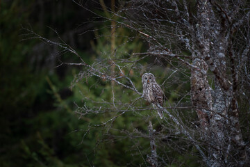 The Ural owl sits on a branch in the spring forest. A rare species of owl in its native habitat. A light owl in the dry forest. 