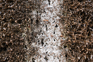 Nahaufnahme vom Gradierwerk mit Salzverkrustungen in Bad Karlshafen in Hessen