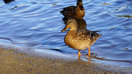  Two ducks wade near the water's edge, one standing on the sandy shore while the other is in the water. The scene captures a moment of tranquility and natural behavior.