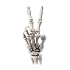 x ray of human hand