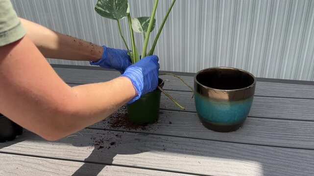 Gardener wearing blue gloves gently places Monstera houseplant with healthy green variegated leaves into a stylish ceramic pot, starting the repotting process on a wooden table indoors.
