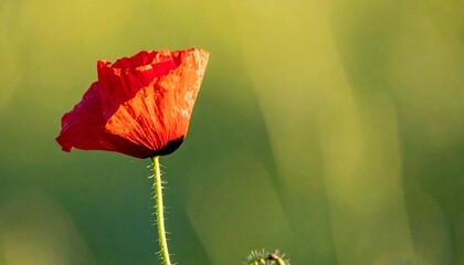A vibrant red poppy flower in soft sunlight