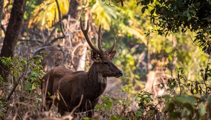 Fototapeta premium A mature deer with large antlers stands amidst foliage in a sunlit woodland.