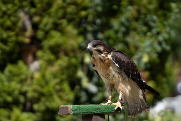 adult red tailed hawk is perched while waiting to spot nearby food on a sunny day