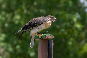adult red tailed hawk is perched while waiting to spot nearby food on a sunny day