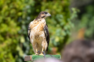 adult red tailed hawk is perched while waiting to spot nearby food on a sunny day