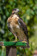 adult red tailed hawk is perched while waiting to spot nearby food on a sunny day