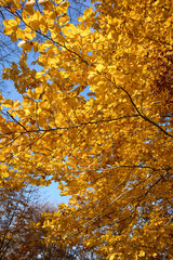 A low-angle view looking up at the vibrant golden leaves of a beech tree in autumn against a brilliant blue sky. The contrast with bare branches signifies the beautiful transition of seasons.

