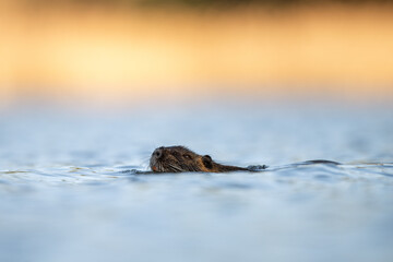 A nutria is swimming in the pond. A coypu in its natural habitat. An invasive species in Europe.