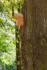 Two wooden birdhouses attached to large forest trees providing nesting shelter for small wild birds